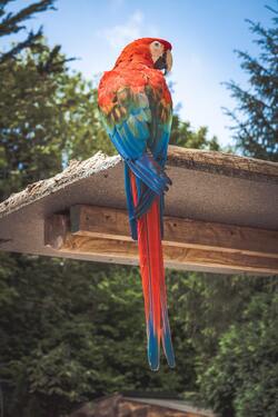 Scarlet Macaw Perching on Wooden Board