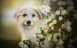 Schnoodle White Hairy Dog HD Wallpaper