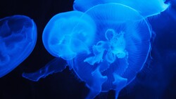 Sea Creature Blue Jellyfish 4K