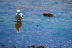 Sea Gull Bird in River 4K Photo