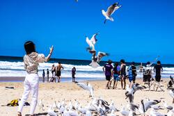 Sea Gull on Beach