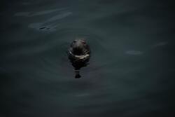 Sea Lion in Water