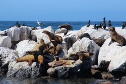 Sea Lion on Ocean Stone Photo