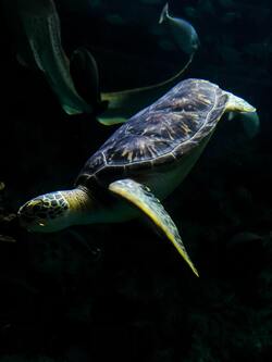 Sea Turtle Reptile