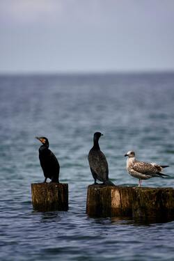 Seagull And Black Birds Sitting on Wet Wood Pillars