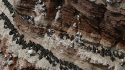 Seagull Bird Colony