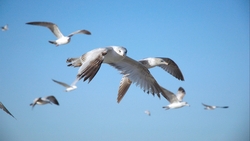 Seagull Bird Flight HD Wallpaper