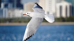 Seagull Bird Flying 4K Wallpapers