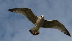 Seagull Bird Flying HD Images