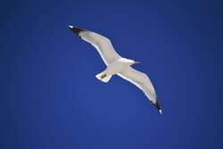 Seagull Bird Flying In The Blue Sky 4K
