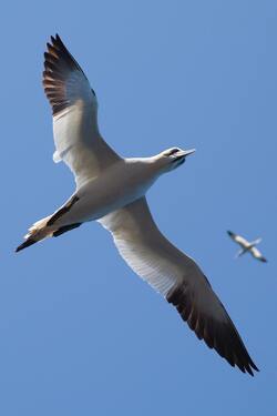 Seagull Bird Flying Under Blue Sky
