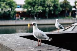 Seagull Bird HD Photography