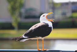 Seagull Bird Macro Ultra HD Photography