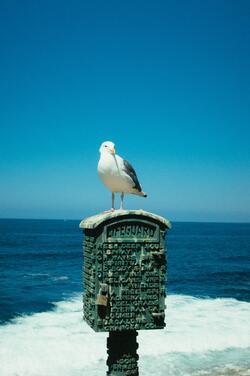 Seagull Bird Mobile Wallpaper