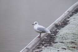 Seagull Bird Near A Water Body