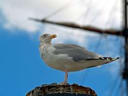 Seagull Bird Sitting Close Up Pic