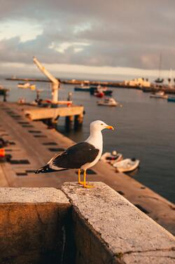 Seagull Bird Standing Near River