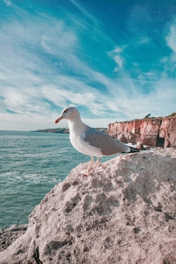 Seagull Bird Standing on Rock Near River