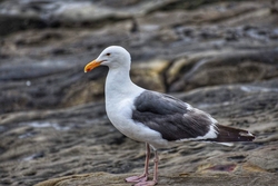 Seagull Bird Standing on Rock