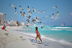 Seagull Birds Flying at Beach