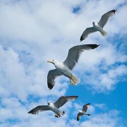 Seagull Birds Flying