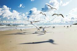 Seagull Birds is Flying at Beach