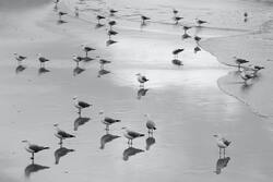 Seagull Birds on Beach