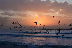 Seagull Birds on Sea During Sunset