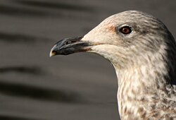 Seagull Closeup Photo