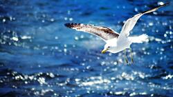 Seagull Flying on Sea