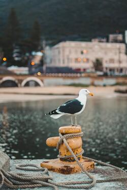 Seagull on a Dock
