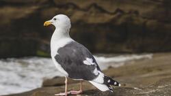 Seagull Seating on Rock 4K Photo