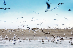 Seagulls at Beach