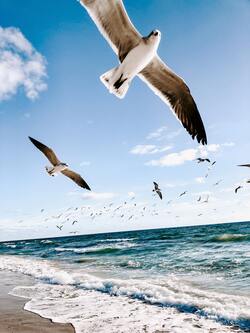 Seagulls Birds Flying Over Beach