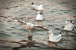 Seegull in Sea