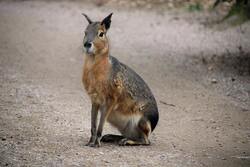 Selective Focus Photo of Brown Hare Sitting on Ground