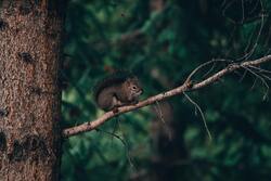Selective Focus Photography of Squirrel on Branch