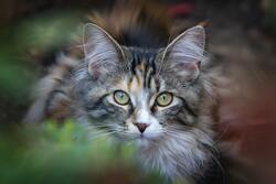 Selective Photo of White And Black Tabby Kitten