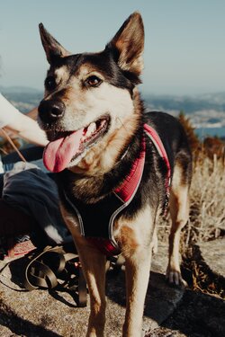 Seppala Siberian Sleddog Dog Photo