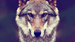 Serious Wolf CLoseUp 4K Pic