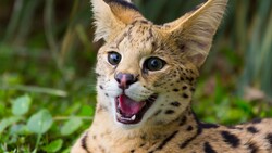 Serval Animal Close Up Photo