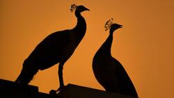 Shadow of Peacock Couples in Sunset