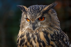 Sharp Look of Owl