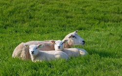 Sheep and Baby Cubs in Grass