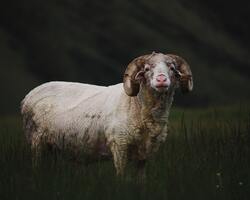 Sheep Animal Standing in Grass