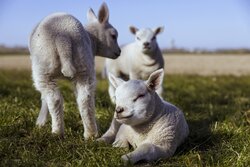 Sheep Cubs on Green Grass.