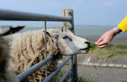 Sheep Eating Grass