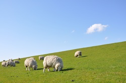 Sheep Herd Eating Grass