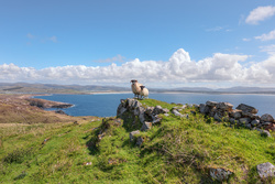 Sheep on Ireland Coast Stones
