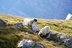 Sheep on Mountain Eating Grass